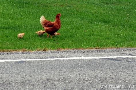 Image: El Misterio detrás del Prolifico Camino de Pollo en España